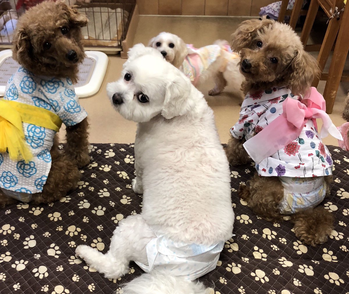 🍉夏休みに保護犬🐶保護猫🐱達の里親になろう✨2019,8,11